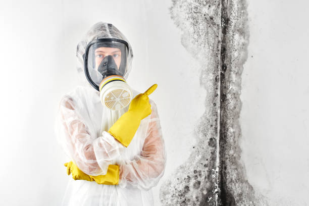 Mold Odor Removal Services in Monroe North, WA